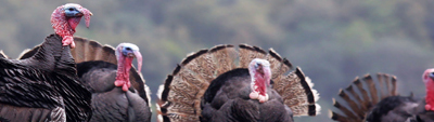 Turkeys