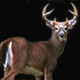 stlhunr's Avatar